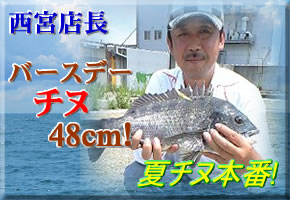 ����ŹĹ �С����ǡ� ���� 48cm
